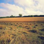 Thatching straw in the field being cut